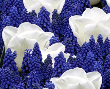 Цветен микс в бяло и лилаво